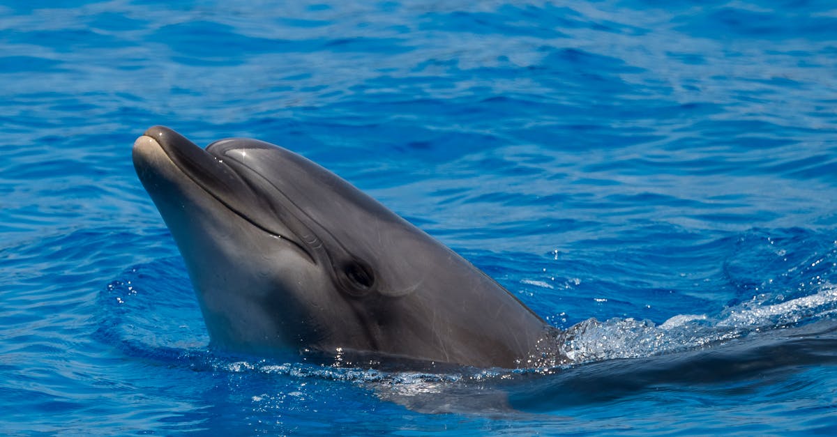 découvrez l'importance de l'assurance voyage pour vos prochaines aventures. protégez-vous contre les imprévus, que ce soit pour des annulations, des urgences médicales ou des pertes de bagages. voyagez l'esprit tranquille grâce à nos conseils et guide sur l'assurance voyage adaptée à vos besoins.