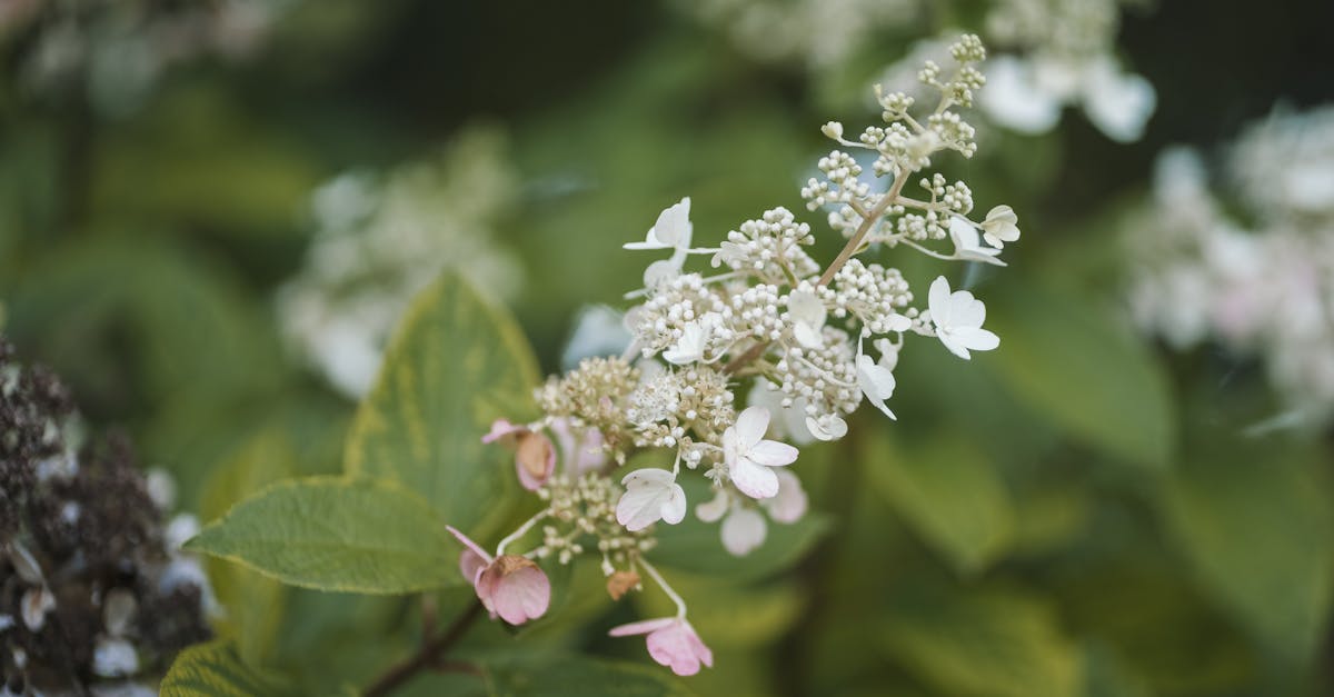 découvrez la chapka, un accessoire de mode à la fois chaud et tendance, parfait pour affronter l'hiver avec style. explorez nos modèles variés qui allient confort et élégance, pour un look chic en toutes circonstances.