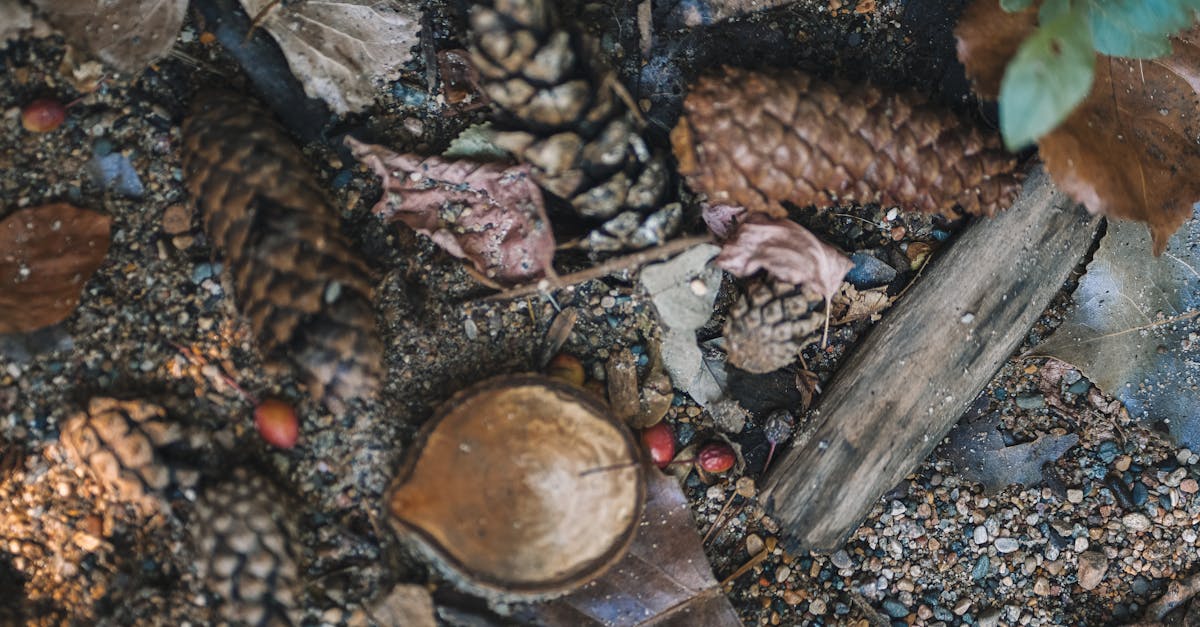 découvrez la chapka, le couvre-chef emblématique pour affronter l'hiver avec style et confort. alliant élégance et praticité, la chapka est parfaite pour vous protéger du froid tout en ajoutant une touche de mode à vos tenues. idéale pour les randonnées en montagne ou les promenades en ville, choisissez votre chapka et préparez-vous pour la saison froide!