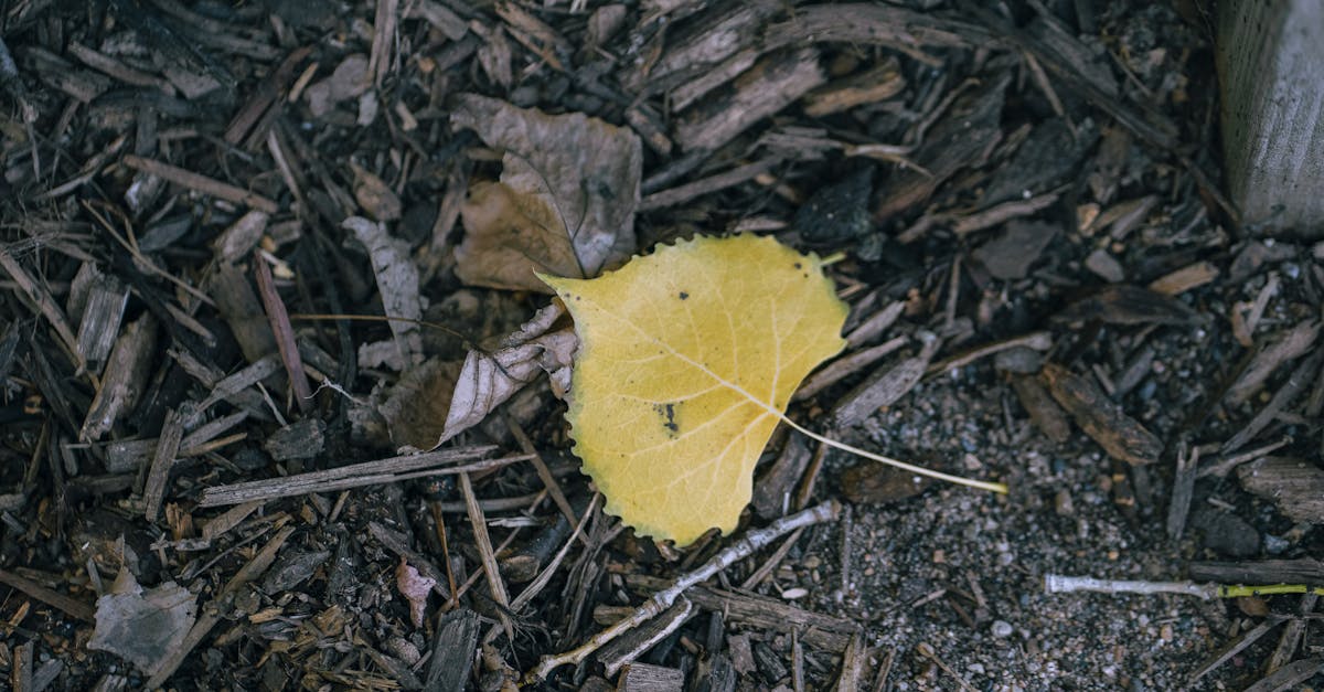 découvrez l'univers de chapka, spécialiste des solutions d'assurance voyage sur mesure pour vos aventures à l'étranger. protégez-vous en toute sérénité avec nos offres adaptées à vos besoins, que ce soit pour un séjour court ou un long expatriation. voyagez en toute confiance avec chapka.